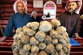 Popular delicacy truffles hit Kuwaiti market